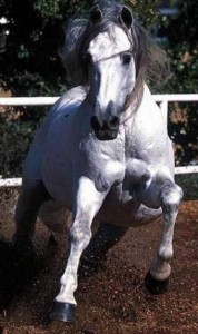 Obrazek