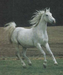 Obrazek
