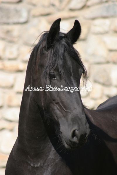 Obrazek