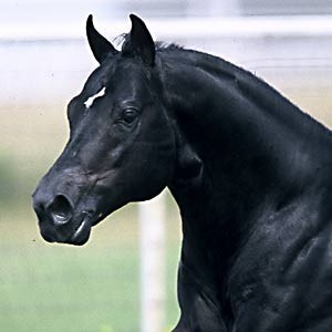 Obrazek