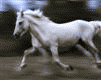 STANI-105-003-126.gif